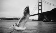 Seagull Golden Gate